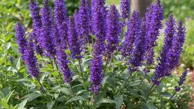 Salvia