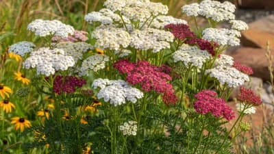 Yarrow