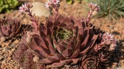 Hens and Chicks