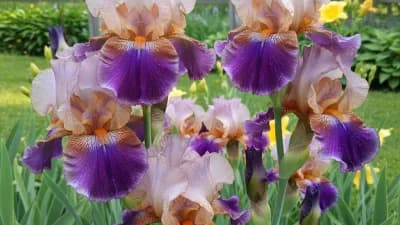 Bearded Iris