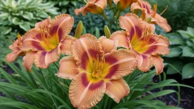 Daylily