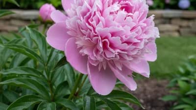 Peony
