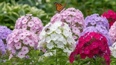 Garden Phlox