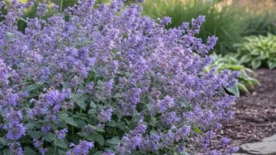 Catmint