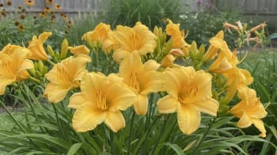 Daylily