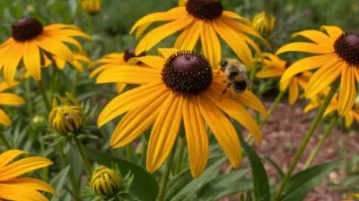 Black-Eyed Susan