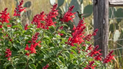 Autumn Sage