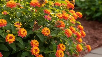 Lantana