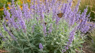 Russian Sage