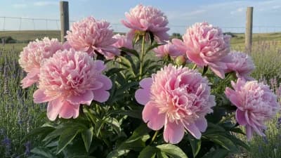 Peony