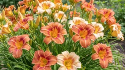 Daylily