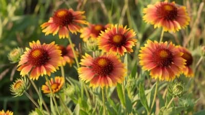 Blanket Flower