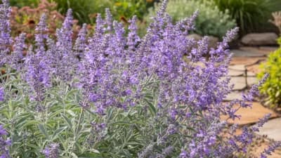 Russian Sage