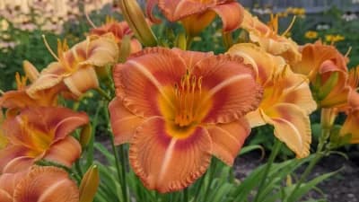Daylily