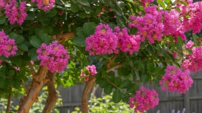 Crapemyrtle