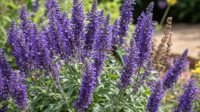 Salvia