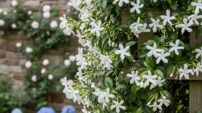 Confederate Jasmine