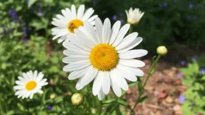 Shasta Daisy