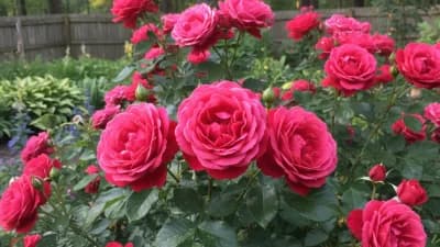 Knock Out Rose