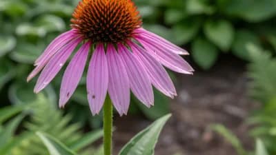 Purple Coneflower