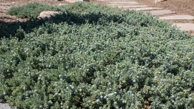 Creeping Juniper
