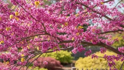 Eastern Redbud