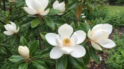 Sweetbay Magnolia