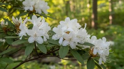 Native Azalea