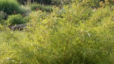 Bamboo