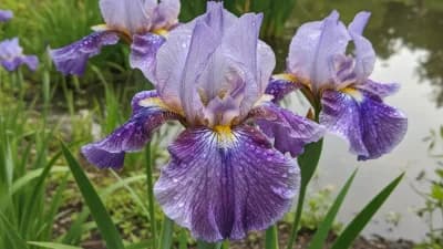 Japanese Iris