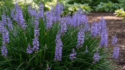 Liriope