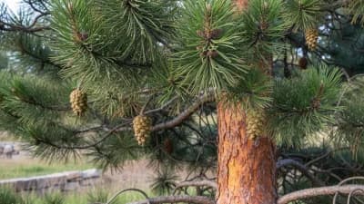 Ponderosa Pine