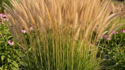 Karl Foerster Feather Reed Grass