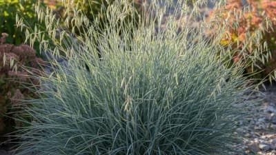 Blue Oat Grass