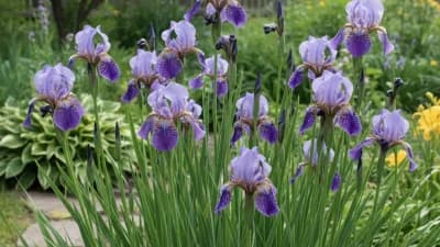 Siberian Iris