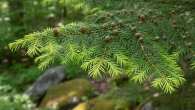 Eastern Hemlock