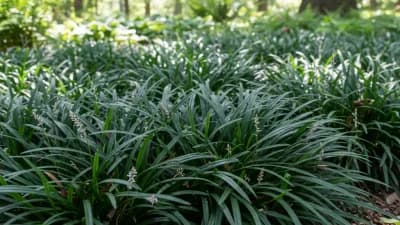 Mondo Grass