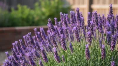 English Lavender