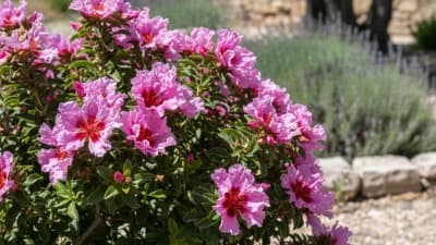 Rockrose