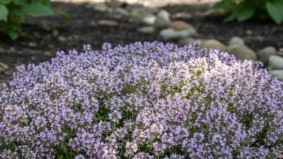 French Thyme