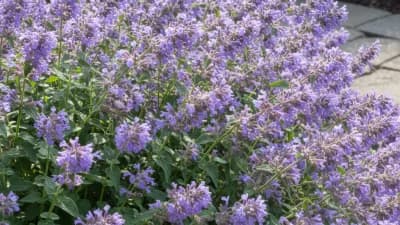 Catmint