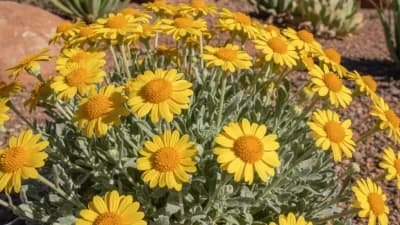 Desert Marigold