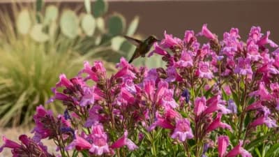 Penstemon
