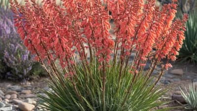 Red Yucca