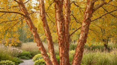 River Birch