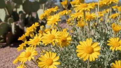 Desert Marigold