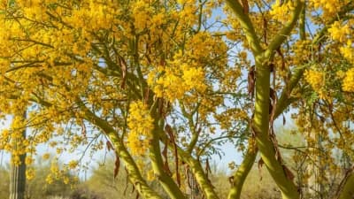 Palo Verde