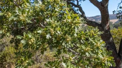 Coast Live Oak