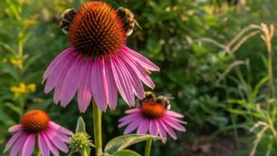 Purple Coneflower