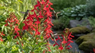 Cardinal Flower